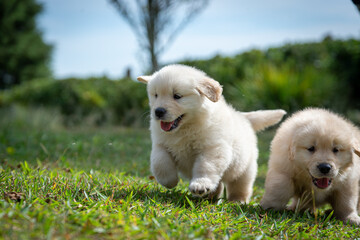Filhote de golden retriever correndo em gramado verde