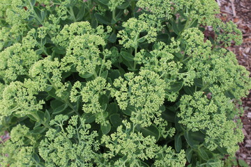 close up of green moss