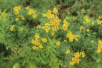yellow flowers in the grass