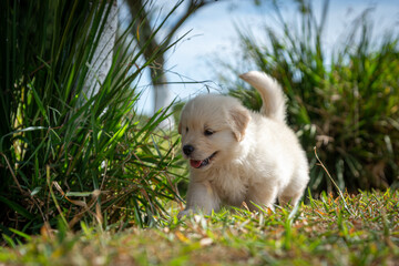 Filhote de golden retriever correndo em gramado verde