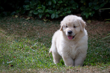 Filhote de golden retriever correndo em gramado verde