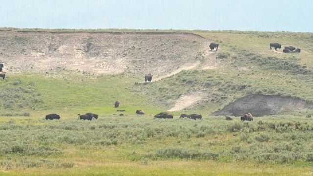 Wild American Bison Herd Hayden Valley Yellowstone