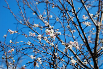 Sakura flower blooming on blue sky background.