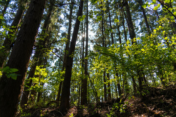 東京都八王子市の陣馬山で登山をする風景 Scenery of climbing Mount Jinma in Hachioji City, Tokyo.