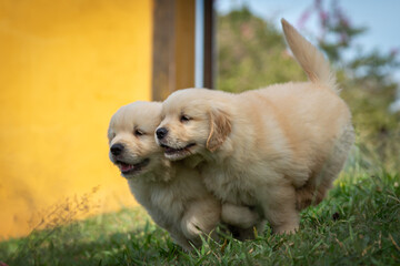 Filhote de golden retriever correndo em gramado verde