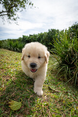 filhote goldem retriver brincando em gramado