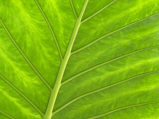 Green leaf background. Tropical  fresh green leaves with veins background.  Portora Elephant Ear Live Plant Alocasia close-up.