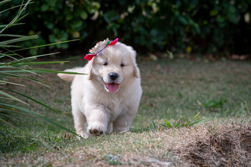 folheie de golden com chapéu de palha em gramado