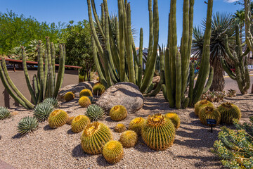 Various Cactus and other plants inhabit the Carefree Desert Gardens in Arizona. Carefree is a...