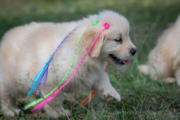 goldem retriver em gramado verde