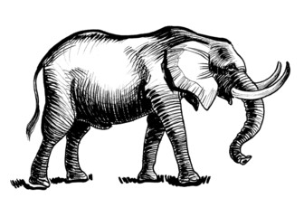 Fototapeta premium Walking African elephant. Ink black and white drawing