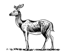 Happy standing female deer. Ink black and white drawing