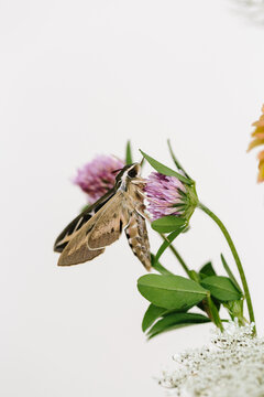 Spinx Moth