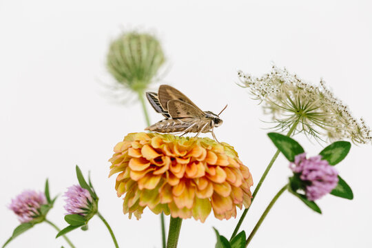 Spinx Moth
