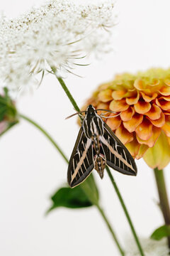Spinx Moth