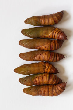 Spinx Moth