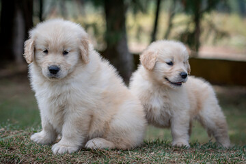 filhote goldem retriver brincando em gramado