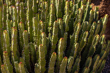 Various Cactus and other plants inhabit the Carefree Desert Gardens in Arizona. The plant is Morrocan mound; (Euphorbia resinifera) and is native to North Africa. Carefree is a suburb of Phoenix.