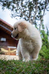 Filhote de golden retriever correndo em gramado verde
