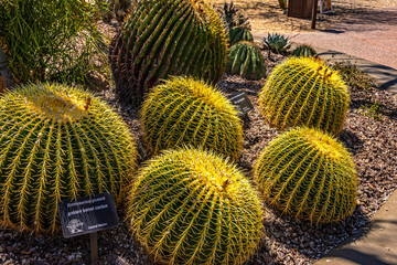 Various Cactus and other plants inhabit the Carefree Desert Gardens in Arizona. This plant is Golden barrel cactus (Echinocactus grusonii). Carefree is a suburb of Phoenix.