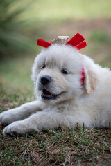 filhote de goldem retriver com chapéu de palha e laço vermelho