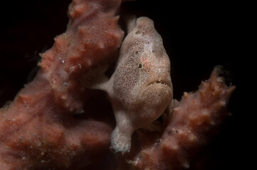 Painted frogfish in a sponge