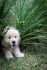 filhote de goldem retiver na grama verde