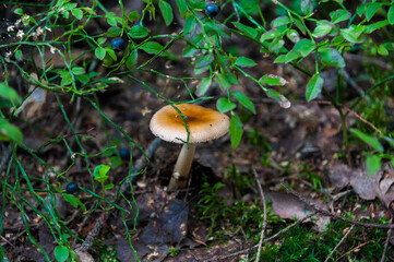 Mushrooms and wild berries grow in the forest