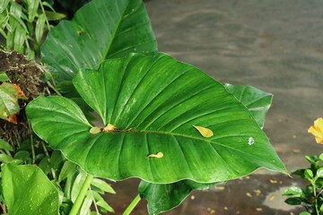Beautiful of green tropical leaves plant background or texture