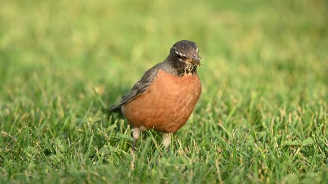 American Robin Catching Worms
