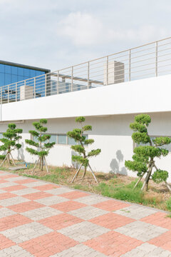 Four trees in front of the white building