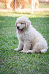 Filhote de Golden retriever correndo em gramado verde