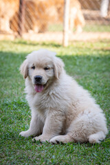 Filhote de Golden retriever correndo em gramado verde
