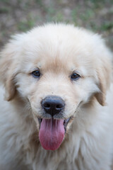 Filhote de Golden retriever correndo em gramado verde