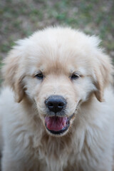 Filhote de Golden retriever correndo em gramado verde