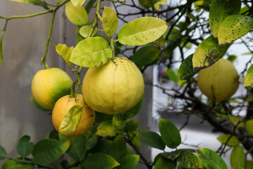 lemons on lemon tree