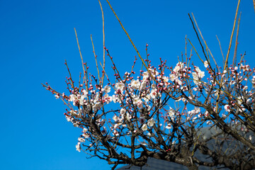 Flowers plum blossoming in spring
