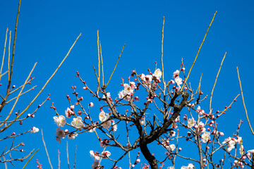 Flowers plum blossoming in spring