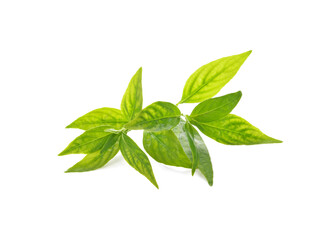 Andrographis Paniculata isolated on a white background