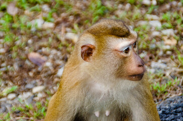 Macaque Monkeys in Phuket, Thailand