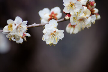 Flowers plum blossoming in spring.