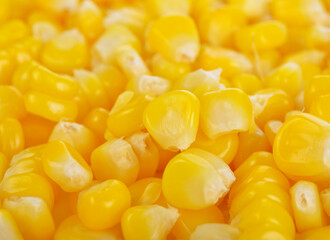 Tasty yellow grains of corn. Whole background.