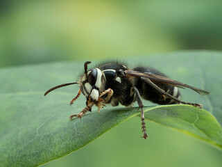 P7310027 bald faced hornet, Dolichovespula maculata, cleaning its front leg cECP 2021