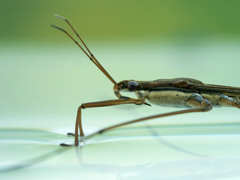 P7110027 very close-up view of a water strider, Gerridae, cECP 2021