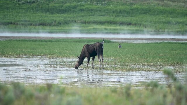 Moose in a Misty Meadow