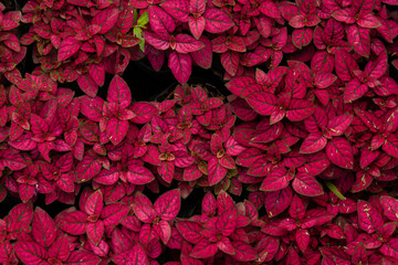 Red leafs pattern texture background plant