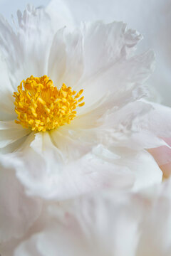 White Peony 