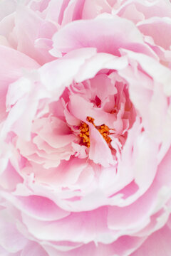 Pink peony flower background closeup