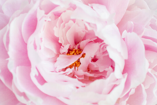 Pink peony flower closeup