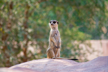 Meerkat